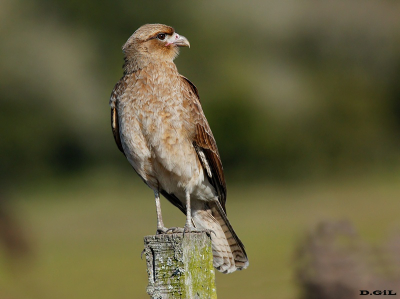 CHIMANGO (Milvago chimango) - Cno. Del Indio - ROCHA (Junio 2013)